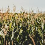 photo of corn field