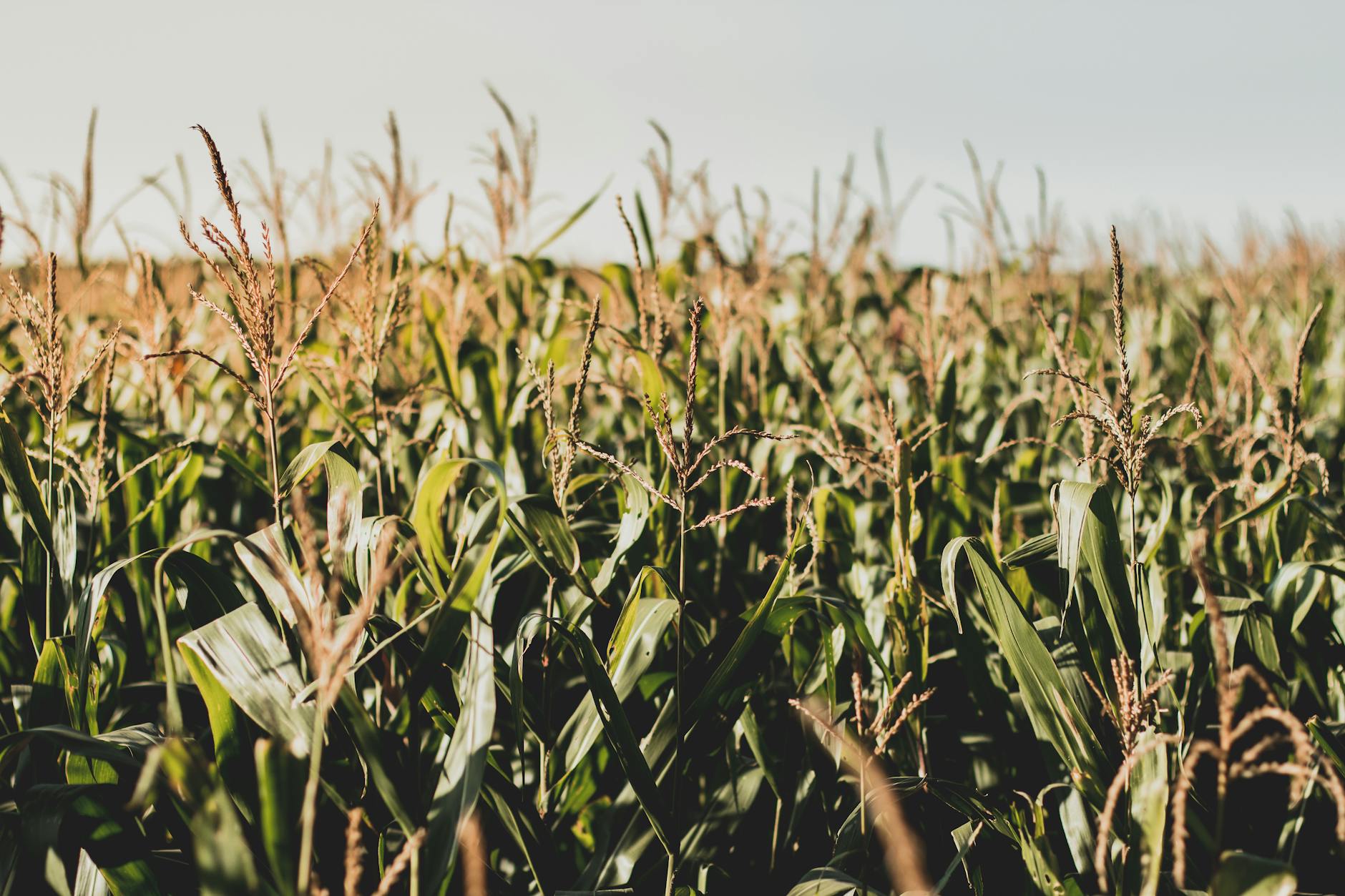 photo of corn field